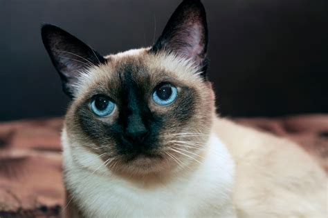 Can Siamese Cats Have Long Hair Understanding Coat Length