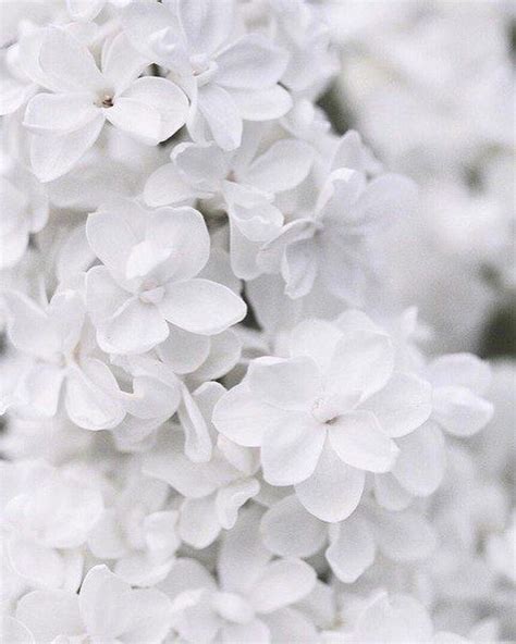 Pin By Mocha On Paz White Aesthetic Flower Aesthetic Aesthetic Colors