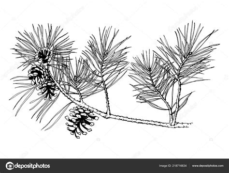 Hand Drawn Pine Tree Branch Cones Isolated White Background Vector
