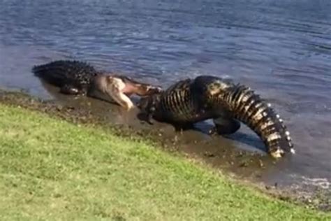 Watch Alligators Fight In Pond At 18th Hole Of Golf Course