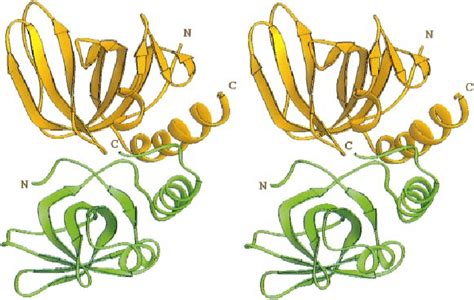 Structure Of The Rpa32rpa14 Dimer A Stereo Ribbon Representation Of