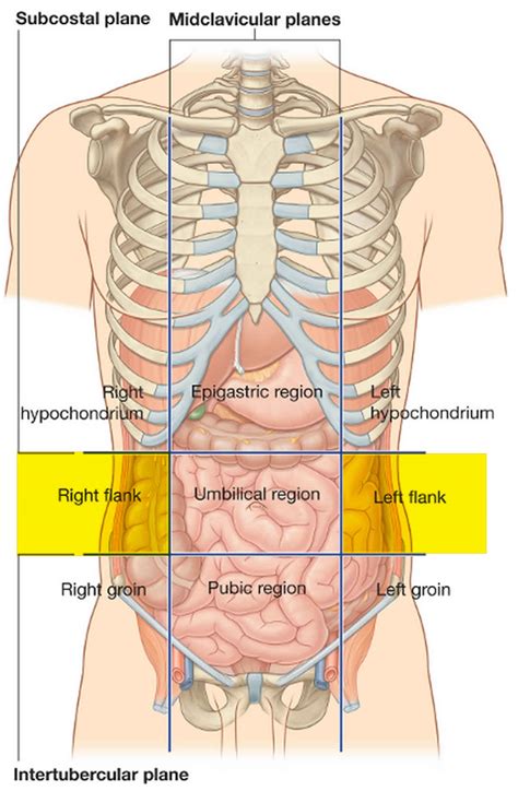 Human Kidney Pain Location