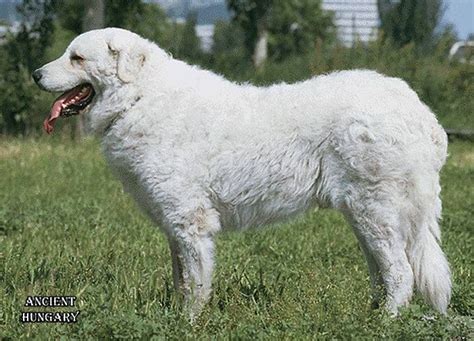 Magyar őskutyáink Kuvasz Kuvasz Rare Dog Breeds Man And Dog