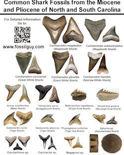 However, the great white shark is universally known by its scientific name of carcharodon carcarias around the world. Fossil Identification Sheets - New York, Maryland ...
