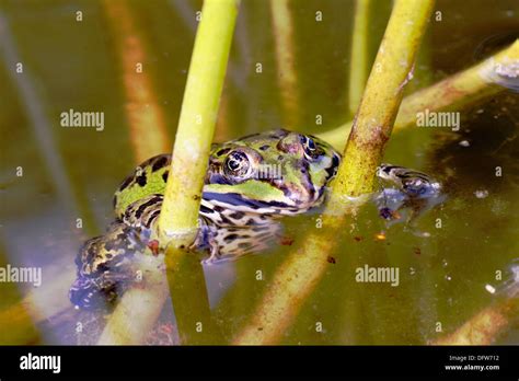 Edible Frog Rana Esculenta Between Water Plants Bavariagermany Stock