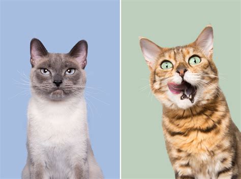 Playful Portraits By Elke Vogelsang Catch Cats Cranky And Silly