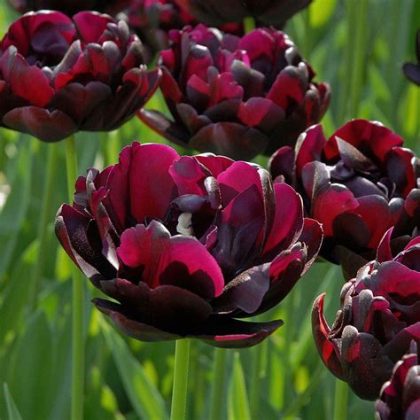 Tulip Black Hero Tulip Sonbahar çiçekleri Siyah çiçekler