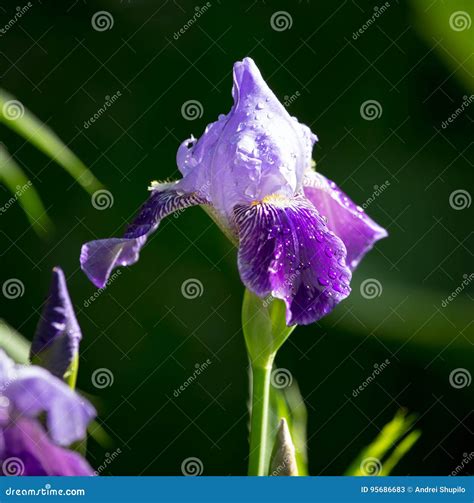 Beautiful Blue Iris Flower In The Nature Stock Image Image Of Flower