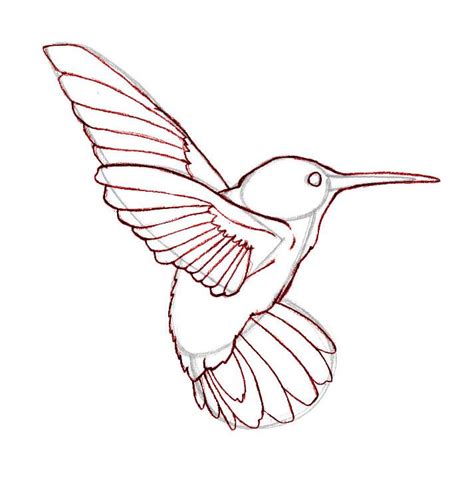How To Draw Hummingbirds Hummingbird Painting Hummingbird Drawing