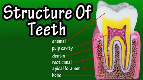 Structure Of Teeth In Humans Functions Of Teeth In Human Body Types
