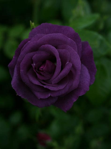 Rose Bush Seeds ★ Purple Splash ★ Rare Perennial ★ Fragrant Blooms ★ 10
