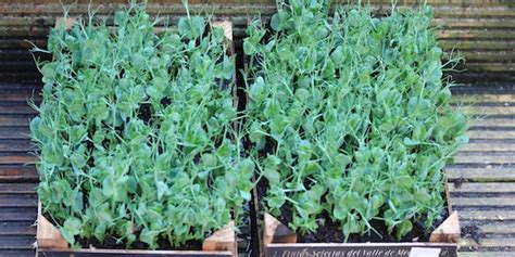 How To Grow Pea Shoots In Eight Easy Steps Vertical Veg Growing