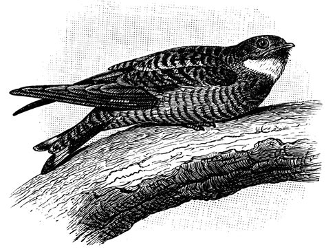 Nighthawk Clipart Etc