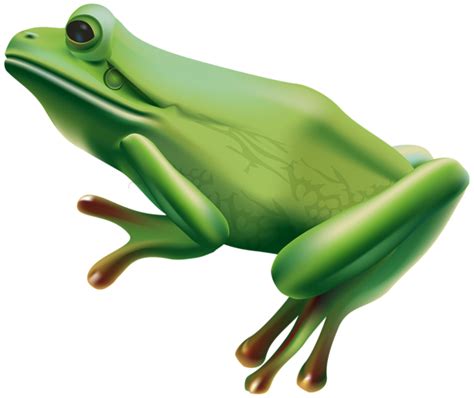 Frog Png Transparent Clip Art Image Art Images Clip Art Art