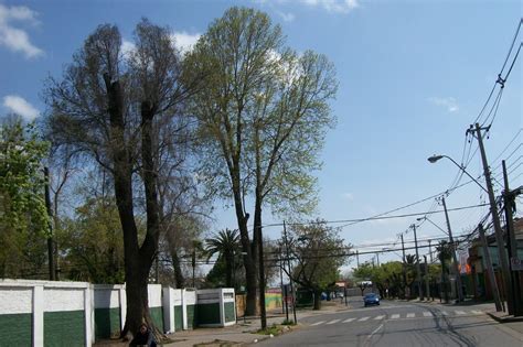 Ley Del Arbol Urbano Para Chile Arboles Urbanos Singulares