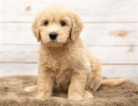 The miniature poodle is an intelligent, joyful companion dog. Multi-Gen Mini Goldendoodle Puppies | Available Now ...