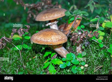Armillaria Mellea Commonly Known As Honey Fungus Is A Basidiomycete