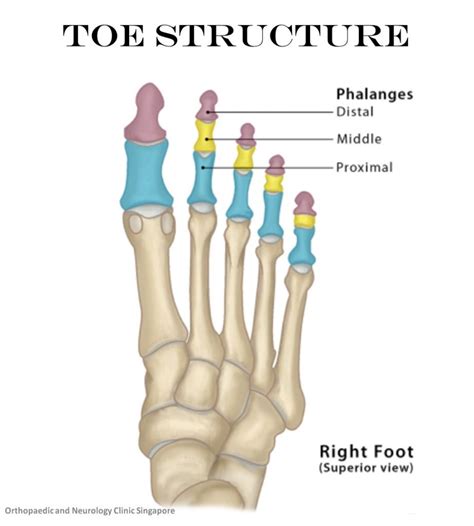 Toe Fracture Solution Comprehensive Toe Foot Clinic