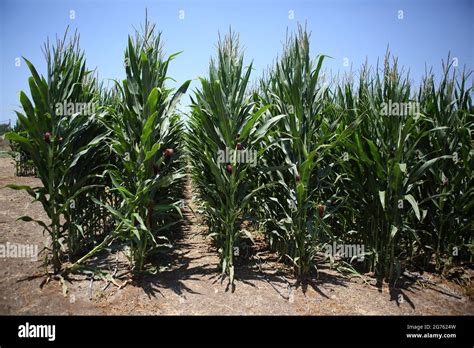 Corn Field Zea Mays Indian Corn Or Maize Plant With Edible Grain Of