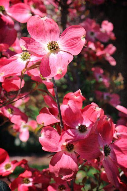 Pink Flowering Dogwood Tree Offers Gorgeously Showy Pink Red Flower