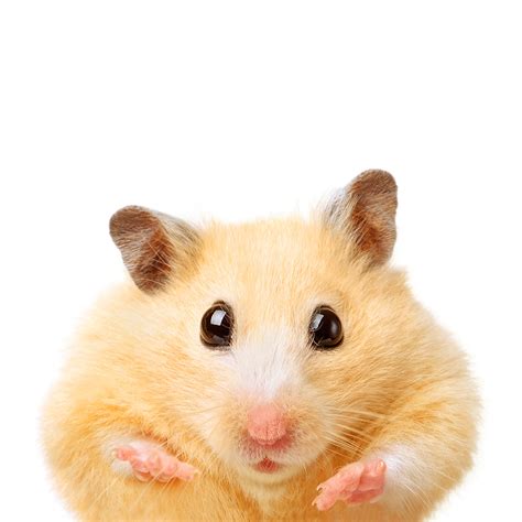 Hamster Communication With Humans Good And Bad Small Pet Select