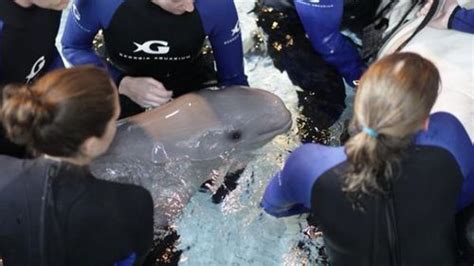 Baby Beluga Whale Born In Georgia Aquarium On Mothers Day Iflscience
