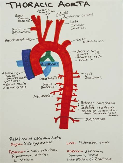 Instant Anatomy Thorax Vessels Arteries Arch Of Aorta Anatomía