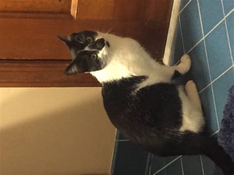 Found Cat American Shorthair In New Fairfield Ct Lost My Kitty