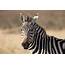 Wildlife Editing  Zebra Portrait EditMyRaw