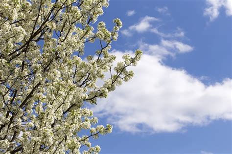 Bradford pear trees are notorious for having limbs which split away from the main trunk. Fire Blight Treatment for Pear Trees | Hunker