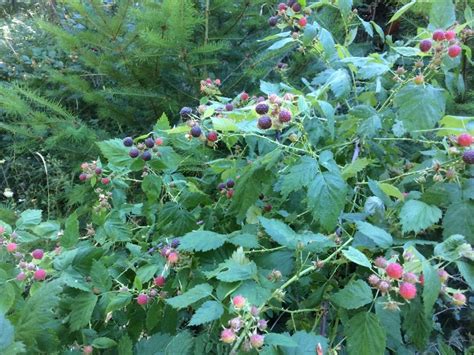 Rubus Leucodermis Blackcap Raspberry Klamath Siskiyou Native Seeds