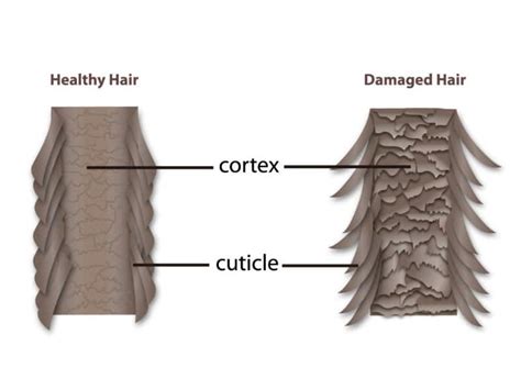 Master The Skills Of Hair Cuticle Repair Once And For All