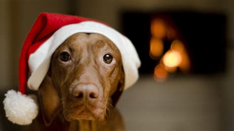 Christmas Dogs Wallpapers 51 Images