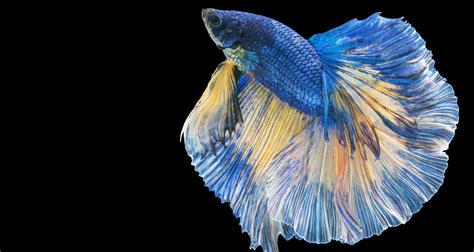 Vertical Death Hang In Bettas 5 Causes And 4 Solutions Betta Care Fish