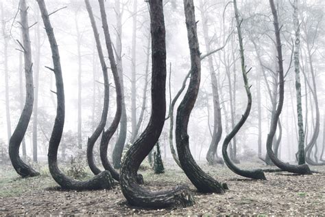 A Mystical Forest Of 400 Oddly Bent Trees Growing In Poland Demilked