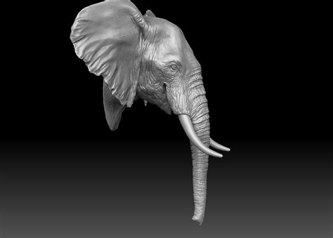 D Model Elephant Head Turbosquid