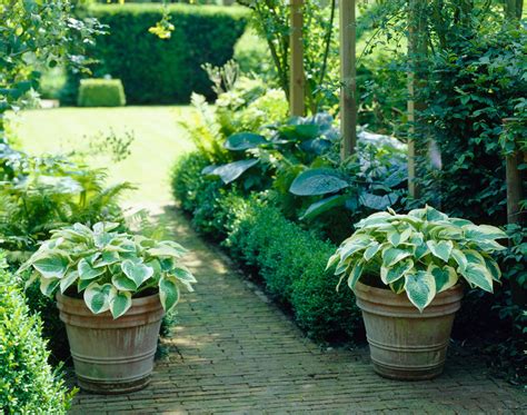 Creative Ways For Using Hostas In Your Yard And Garden Container Gardening Garden Pots