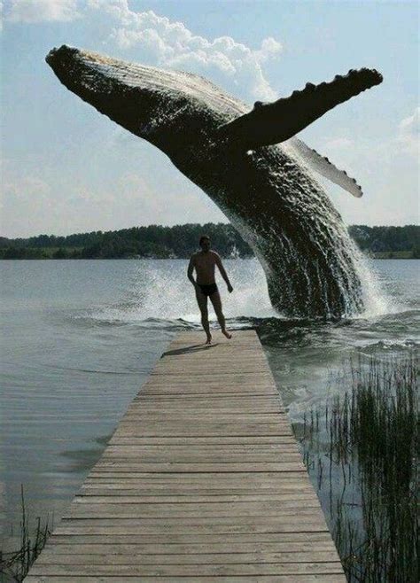 Whale Jumping Out Of The Water Totally Photoshop But Its
