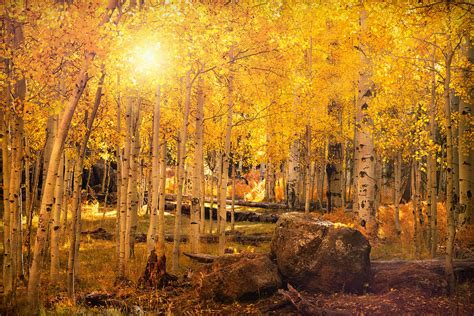 Finding Autumn Gold Photograph By Saija Lehtonen Fine Art America