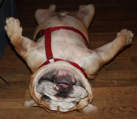Funny English Bulldog Sleeping All Puppies Pictures And Wallpapers