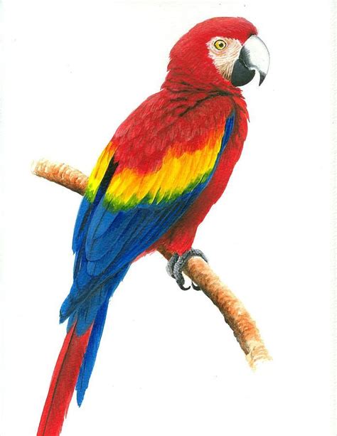 Pin By Norma Corsini On Landmark Inspiration Parrot Painting Macaw