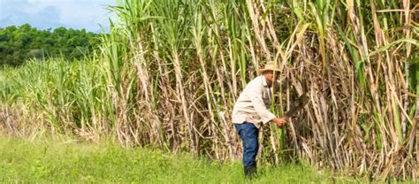 How To Grow Sugar Cane Planting And Optimum Conditions