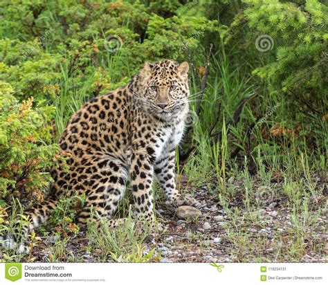 Leopardo En Peligro De Amur Imagen De Archivo Imagen De Endangered