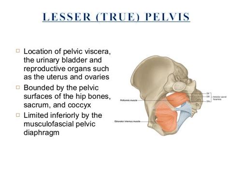 Pelvic Sidewall Anatomy Human Anatomy