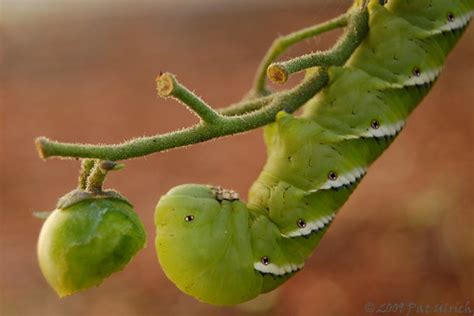 See more ideas about caterpillar, moth caterpillar, cool bugs. Green Caterpillar With Spike On Tail