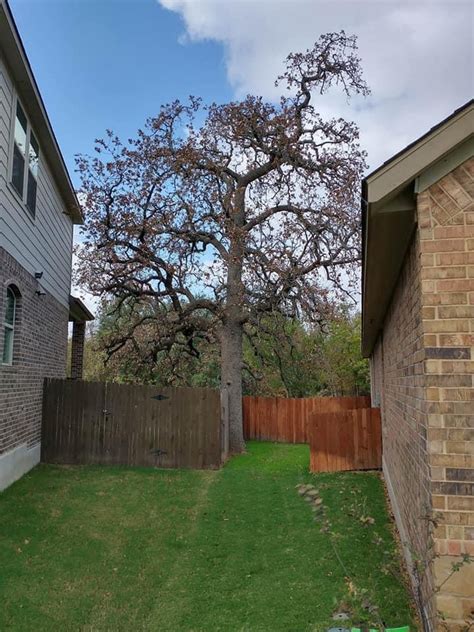 Georgetown has many heritage trees that must be trimmed by a certified arborist. Tree Services Georgetown, TX - Leander Tree Service