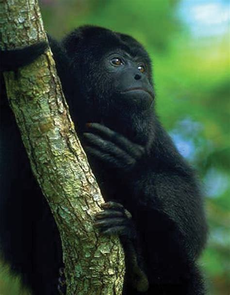 Anonymoousvictorz Newborn Baby Black Howler Monkey