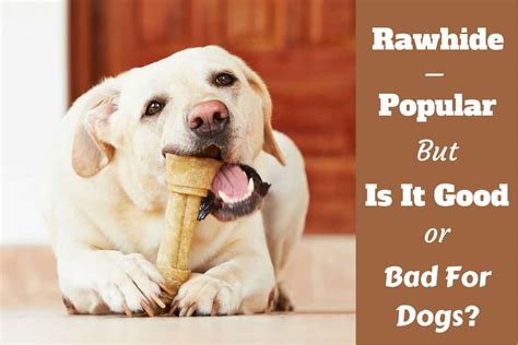 Rawhide comes directly from the inside of either horses or cows, and during normal processing of all animal parts, these are pressed, dried and often flavored to appeal to dogs. Is Rawhide Bad for Dogs? Or is it Good and Safe?