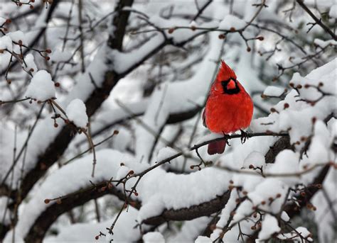 Cardinal In The Snow 2 By Robert Ullmann