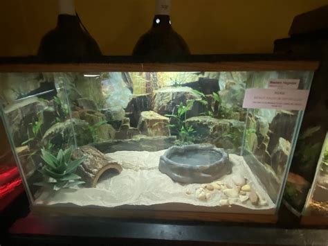 Reptile House Western Hognose Snake Terrarium Zoochat